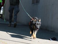 Mantrailing  Bes.: Tajana Müller und Simon Frei