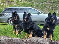 Oreo, Yari und Nanouk  Kratzmatt Oreo, Nyari von Maiara Chayenne und Reggie z'Letinske kovarny "Nanouk", Yari's Mutter