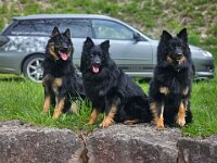 Oreo, Yari und Nanouk  Kratzmatt Oreo, Nyari von Maiara Chayenne und Reggie z'Letinske kovarny "Nanouk", Yari's Mutter