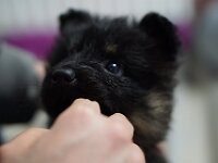 O'Chula  Foto: Rosmarie Reolon