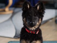 Chula  Bes.: Rosmarie Reolon