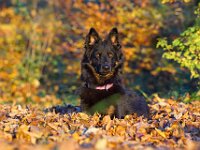 Chula  Bes.: Rosmarie Reolon