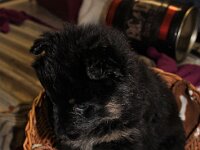 O'Chula