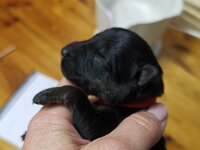 O'Chula