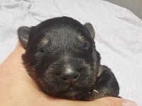 O'Chula