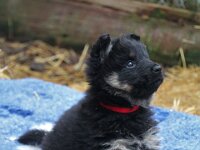 O'Chula