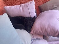 Chula