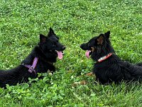 Chula und Brandy  Bes. von Chula: Rosmarie Reolon