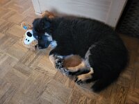 Okami  Bes.: Sändy Rechsteiner