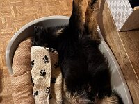 Okami  Bes.: Sändy Rechsteiner