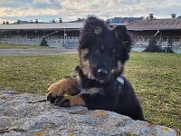 Okami  Bes.: Sändy Rechsteiner