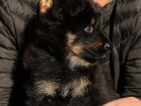Onyx