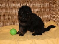 Onyx