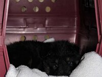 Onyx