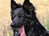 Onyx-1  Bes.: Karin Stadlin und Goofy Windler