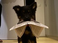 braver Hund!  Zeitungsverträger