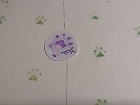 Shirkhan  Pfotenabdruck von Karin und Goofys erstem Hund Shirkhan, 5 Tage alt (1998), und die Abrdrücke jetzt von Onyx, einen Tag alt