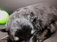 Onyx