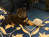 Onyx  Onyx im neuen Zuhause bei Karin Julia Stadlin und Goofy Windler
