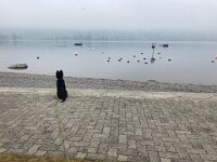 Der kleine Hund und der See  der junge Hund und der See