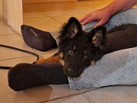 Onyx  es.: Karin Stadlin und Goofy Windler
