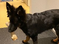 Onyx  es.: Karin Stadlin und Goofy Windler