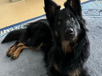 Onyx  Bes.: Karin Stadlin und Goofy Windler