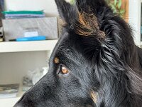 Onyx  Bes.: Karin Stadlin und Goofy Windler