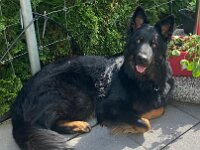 Onyx  Bes.: Karin Stadlin und Goofy Windler