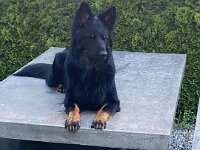 Onyx  Bes.: Karin Stadlin und Goofy Windler