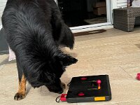Onyx  Bes.: Karin Stadlin und Goofy Windler
