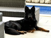 Onyx  Bes.: Karin Stadlin und Goofy Windler