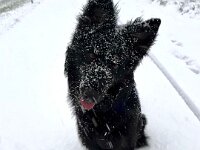 Onyx  Bes.: Karin Stadlin und Goofy Windler