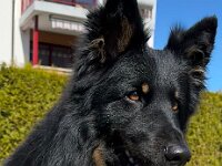 onyxWhatsApp Bild 2025-03-20 um 18.04.28 18a50c48  Bes.: Karin Stadlin und Goofy Windler