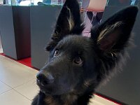 Onyx  es.: Karin Stadlin und Goofy Windler