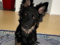 Onyx  es.: Karin Stadlin und Goofy Windler