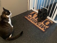 Onyx  Katzen sind Member...:-)