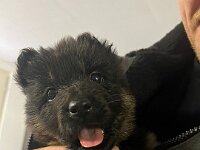 Peaches  Bes.: Yvi Schulze