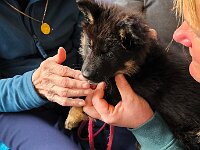 Peaches  8 Wochen, Prägung im Altersheim