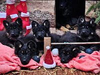 P-Wurf  Peaches ganz links