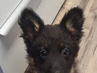 Peaches  Bes.: Yvi Schulze