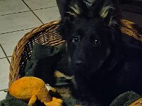 Peaches  Bes.: Yvi Schulze