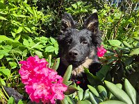 Peaches  Bes.: Yvi Schulze