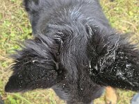 Peaches  Bes.: Yvi Schulze