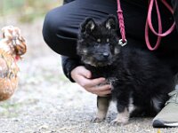 Philou  7 Wochen alt, Prägung auf dem Bauernhof