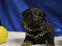 Pinu'u  Bes.: Silke Stech