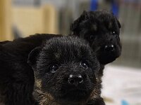 Pinu'u  Bes.: Silke Stech