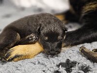 Pinu'u  Bes.: Silke Stech