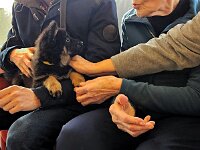 Pinu'u  8 Wochen alt, Prägung im Altersheim