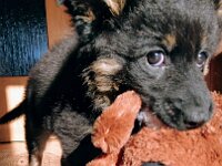 Pinu'u im neuen Zuhause  Bes.: Silke Stech